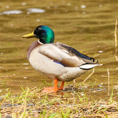Naklejka na ściany i meble wild duck (anas platyrhynchos) male standing at water