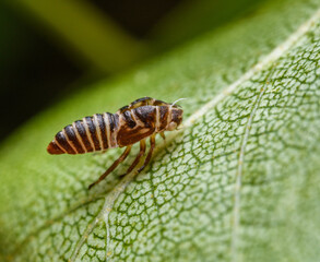empty shell of hatched leafhopper (Oncopsis alni) on leaf in detail
