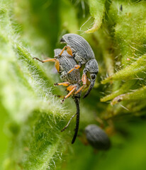 pair of weevil (Curculionidae) beetles mating © Petr