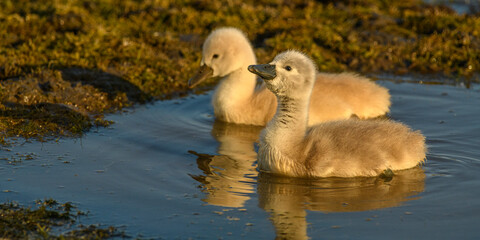 Cygnons au marais du Crotoy