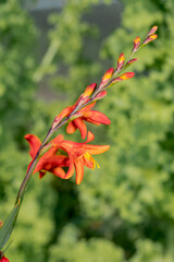 Montbretia (Crocosmia x crocosmiiflora) in garden
