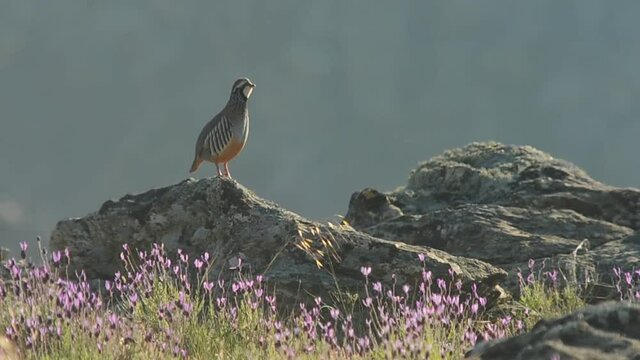 Perdiz en el campo