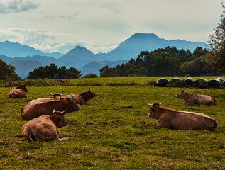 Fototapeta premium Paisaje montañoso en el que vemos vacas pastando, cumbres y nubes