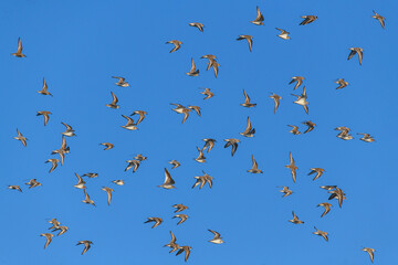 Vol de Bécasseaux variables (Calidris alpina - Dunlin)