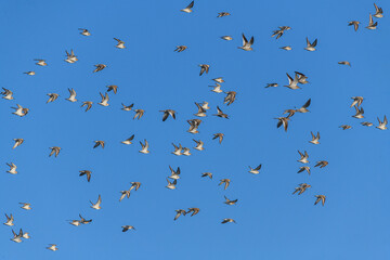 Vol de Bécasseaux variables (Calidris alpina - Dunlin)
