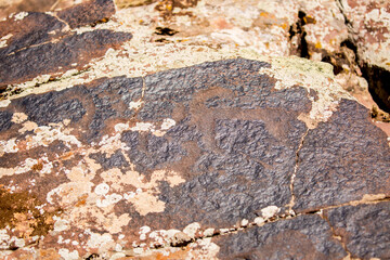 Petroglyphs on the rocks in Kazakhstan. The ancient parking cave man. Historical cave paintings. Carved on stone images of deer, goats and wolves. The development of ancient peoples.