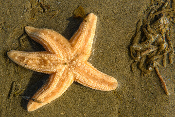 étoile de mer commune (Asterias rubens).