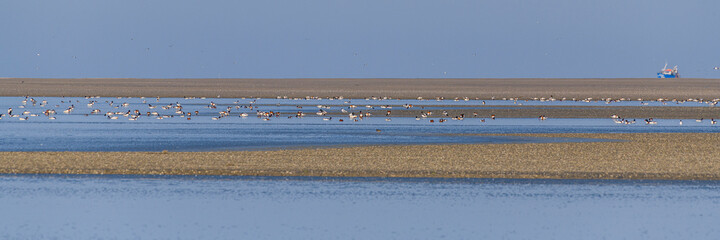 Tadorne de Belon (Tadorna tadorna - Common Shelduck)