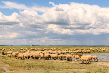 Moutons de prés-salés au Cap Hornu