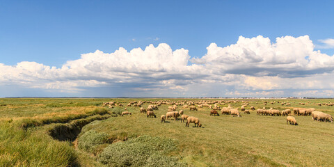 Moutons de prés-salés au Cap Hornu