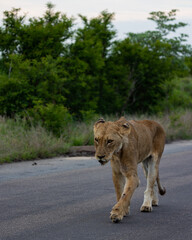 Fototapeta na wymiar Old lioness walking on the road