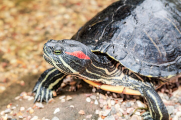 Obraz premium Pond Slider (Trachemys scripta) in park, Crimea
