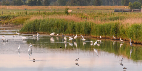 Rassemblement d'oiseaux dans un étang des renclôtures