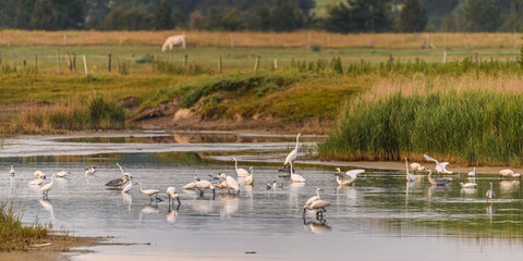 Rassemblement d'oiseaux dans un étang des renclôtures