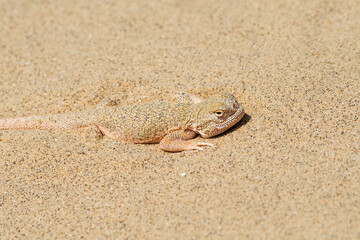 Secret Toadhead Agama (Phrynocephalus mystaceus) on Sarykum dune, Republic of Dagestan, Russia