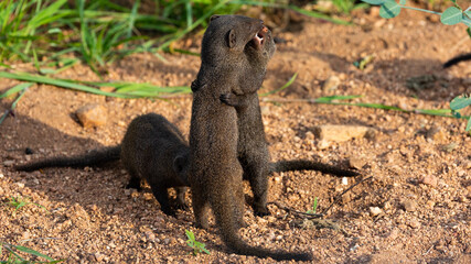 Dwarf Mongooses fighting - standing on hind feet