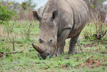 Obraz premium white rhinoceros or square lipped rhinoceros, Ceratotherium simum