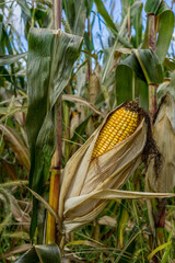 Close-up of an ear of corn in a corn field in Monteregie region of Quebec, Canada