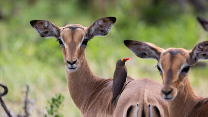 a red-billed oxpecker on an impala lamb - obrazy, fototapety, plakaty