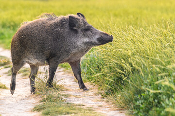 Sanglier au Cap Hornu
