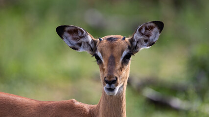 Horns starting to show on impala lamb