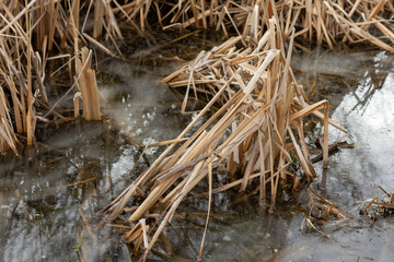 reeds on the bank of lake