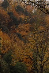 Urban park in an autumn day