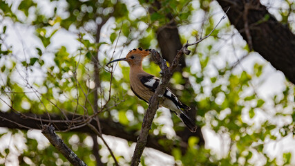 an African hoopoe perched in a tree