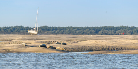 Les phoques sur les bancs de sable au Hourdel