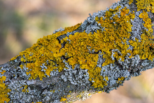 Hypogymnia physodes and Xanthoria parietina common orange lichen, yellow scale, maritime sunburst lichen and shore lichen lichenized fungi growing on a branch.