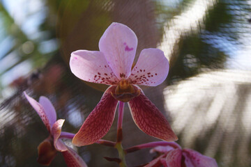 Native Philippines orchid flower pink waling-waling
