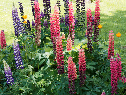 Lupinus polyphyllus Russell Mix | Lupin polyphylle vivace Russell hybrids Mix. Longs &eacute;pis couvert de fleurs color&eacute;es aux touffes de feuilles divis&eacute;es vert franc