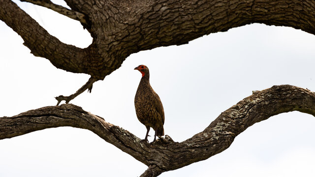 a francolin framed by branches