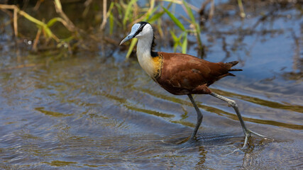 African Jacana in the water stream close up