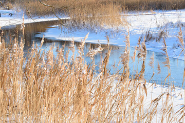 beautiful unfrozen river bend with bent tree branches and reeds in winter