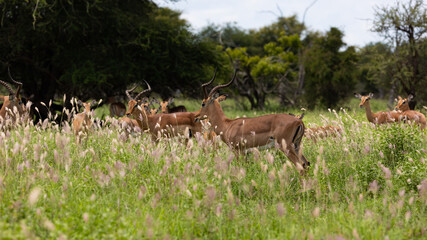 a herd of impala in tall grass
