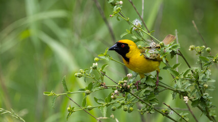 a southern masked weaver in green grass