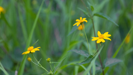 Wildflowers in bloom - Kruger National Park