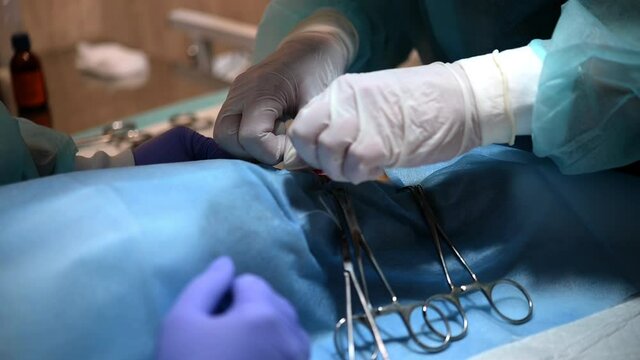 Close-up of a veterinarian with a nurse operating a cat on the abdomen in a veterinary clinic. Slow motion.