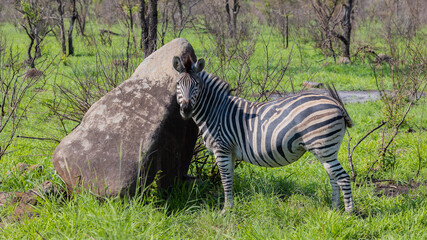 a zebra standing by a big boulder
