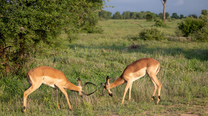 two impala rams fighting in golden light