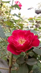 Red Rose Flower Closeup HD rose red with plant beautiful flower 
