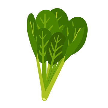 小松菜 の画像 3 4 件の Stock 写真 ベクターおよびビデオ Adobe Stock 小松菜 の画像 3 4 件の Stock 写真 ベクターおよびビデオ Adobe Stock