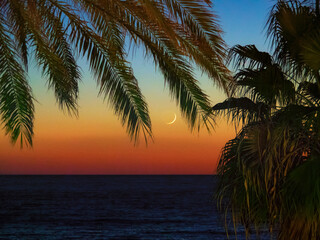 Fototapeta na wymiar La luna aparece entre las ramas de las palmeras de la costa de Granada