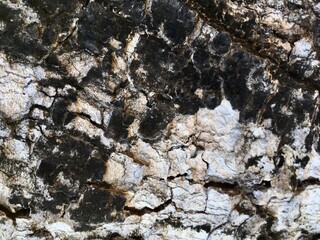 bark of a tree