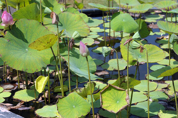 water lilies in the pond
