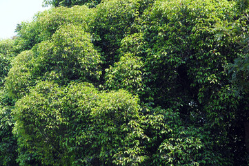 green moss background