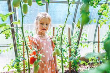 Pretty little girl with blue eyes in pink polka-dot dress touch red tomato on plant in greenhouse. Harvest vegetarian diet, healthy lifestyle, organic natural food ingredient concept. Copy space.