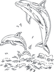 coloring book dolphin and baby, sea animals