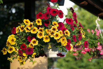 Blumenampel voll roter und gelber Petunien